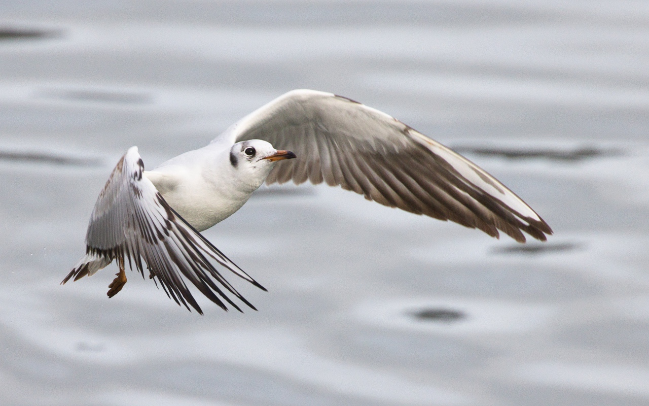 Чайка пролетает над водой