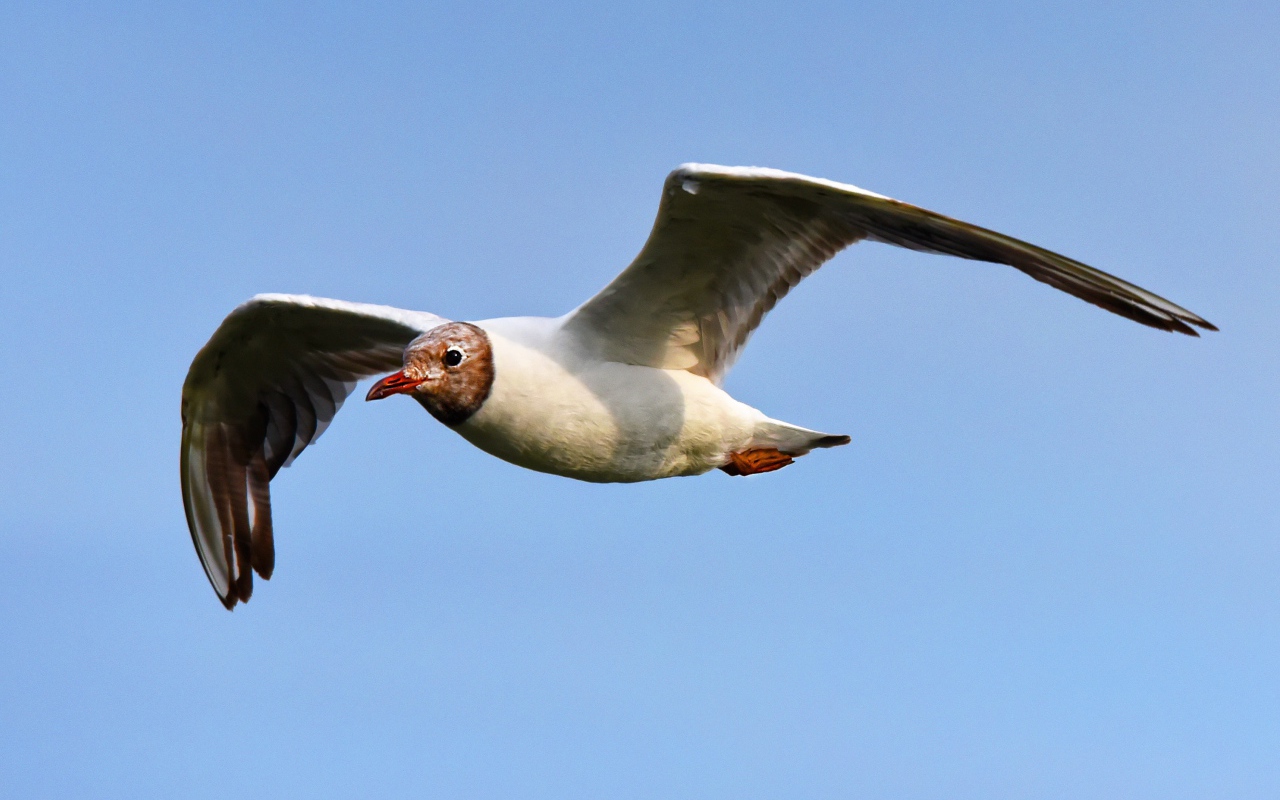 Чайка с длинными крыльями летит в небе