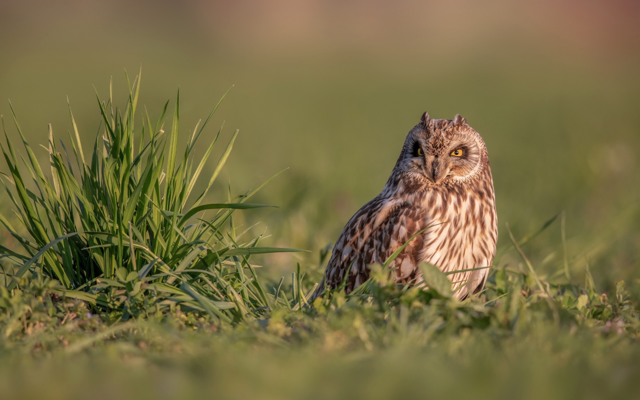 Серьезная сова сидит в зеленой траве
