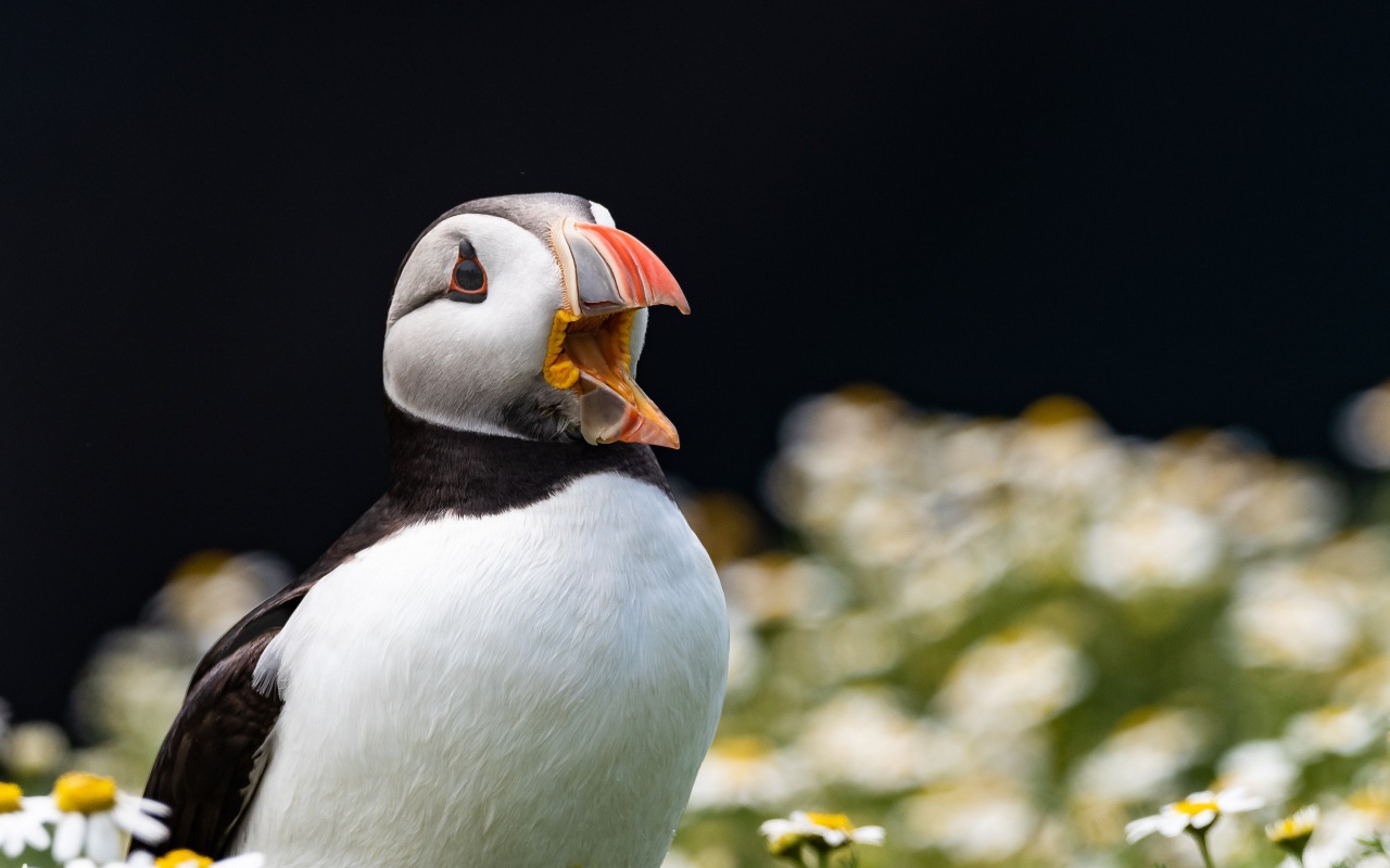 Маленький тупик с открытым клювом