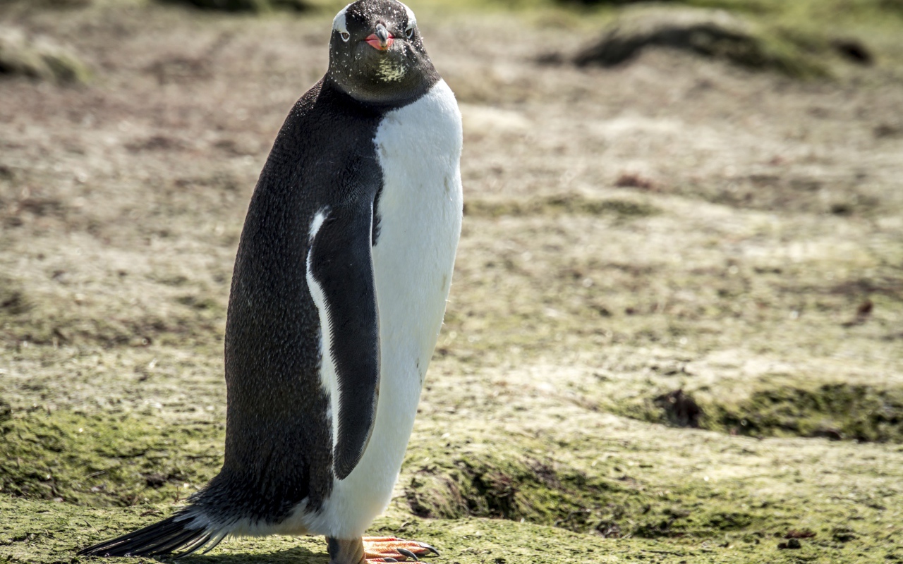 Большой пингвин стоит на земле 