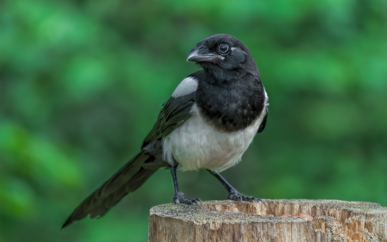 Большая сорока сидит на сухом пне