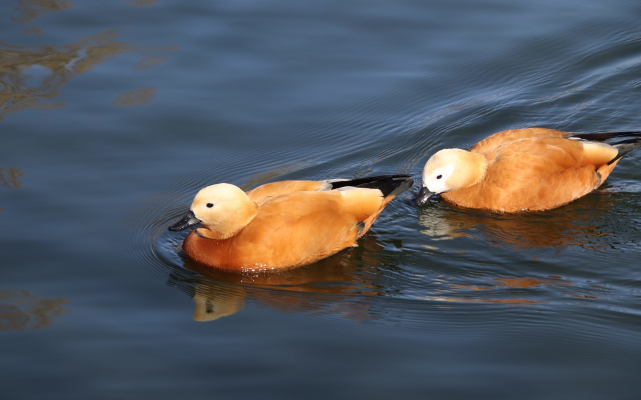 Две коричневые утки плавают в воде 