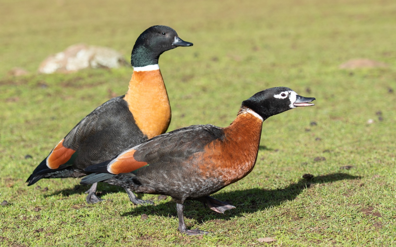 Две дикие утки на зеленой траве