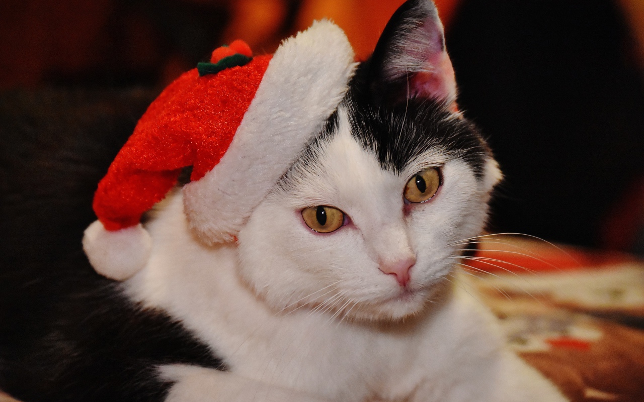 Красивый черно-белый кот в новогодней шапке