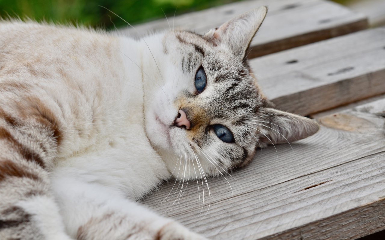 Красивая голубоглазая породистая кошка лежит на лавке 