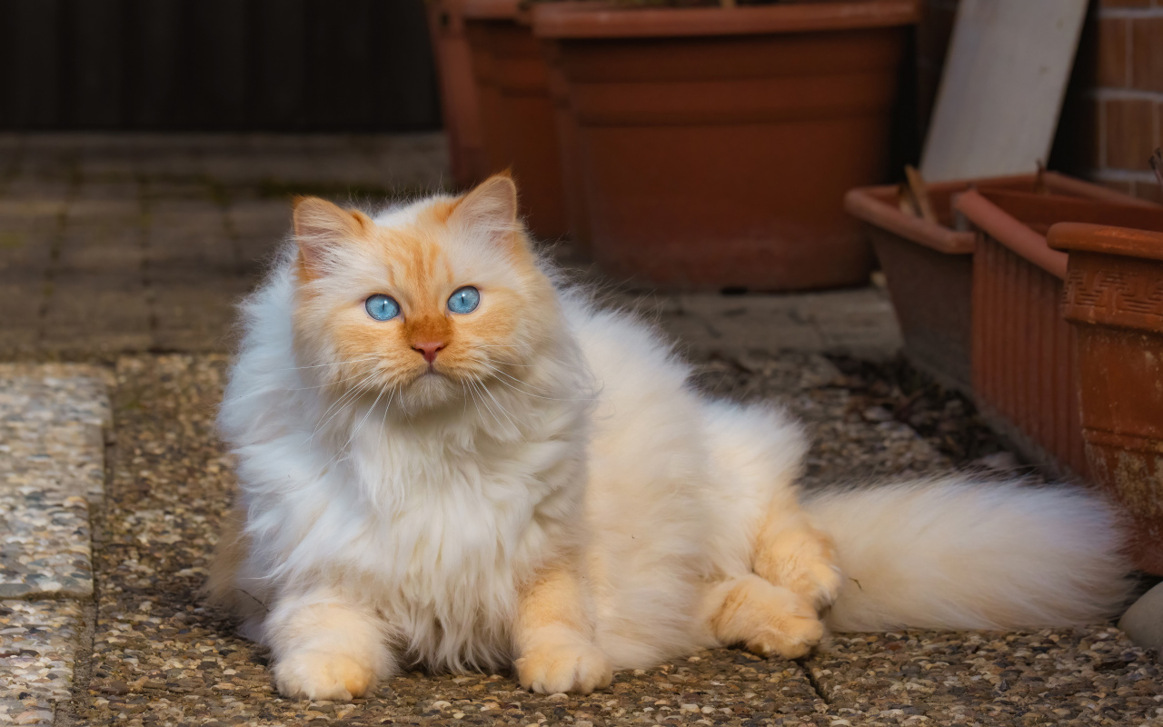 Красивый пушистый голубоглазый рыжий кот