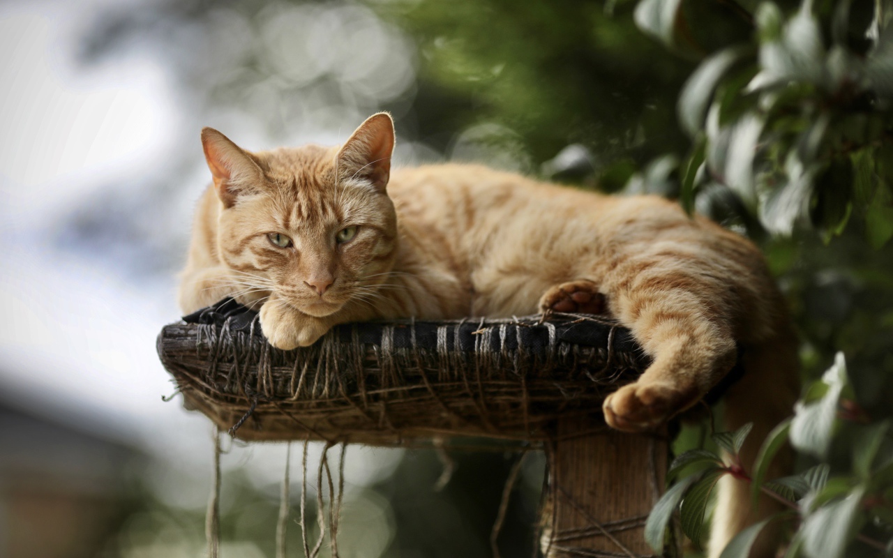 Красивый рыжий кот на лежанке 