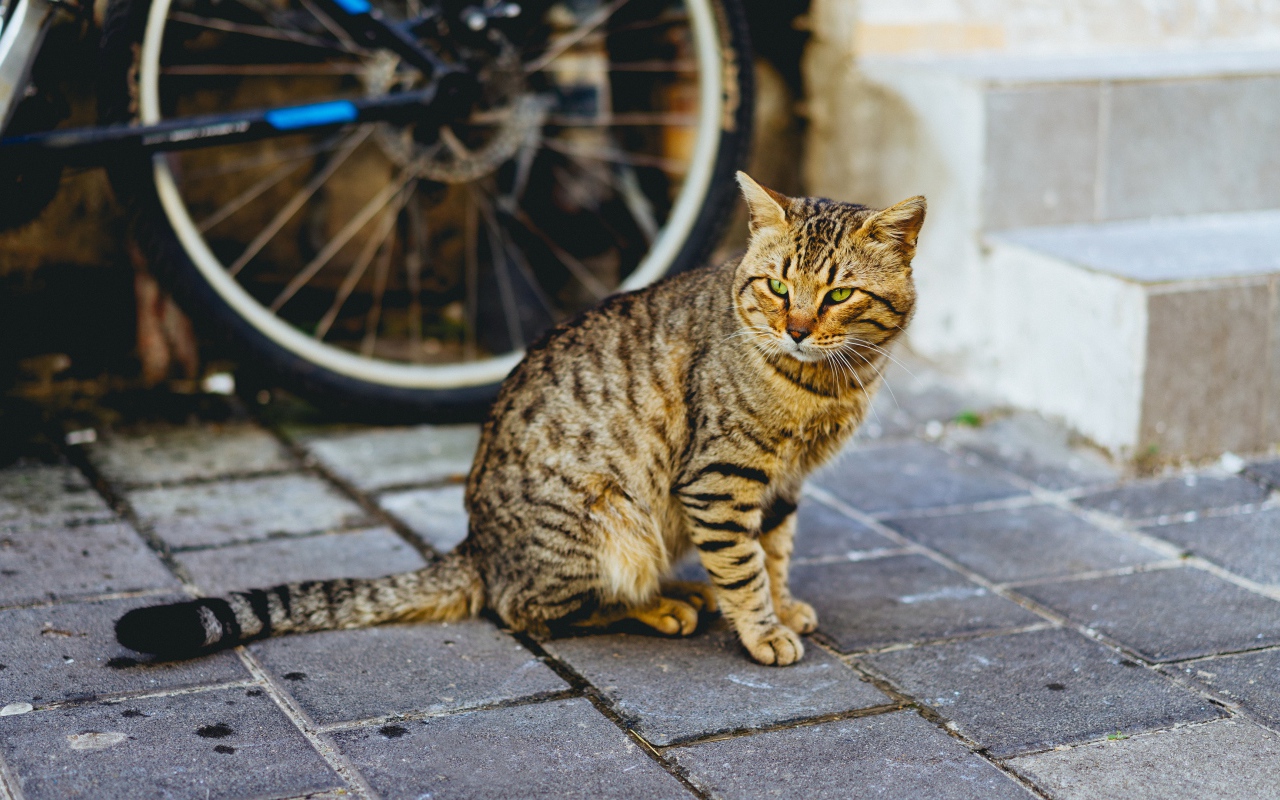 Красивый серый кот сидит у стены велосипедом 