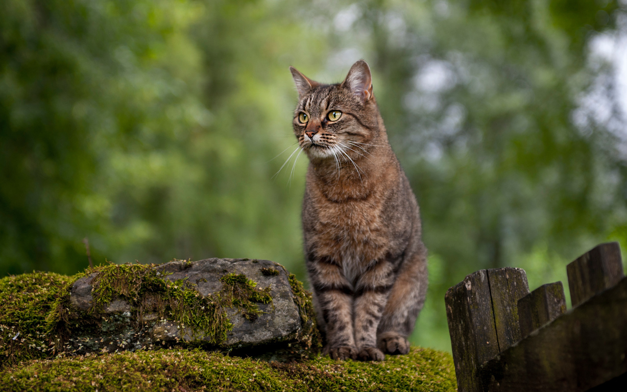 Большой серый кот сидит на камне у забора