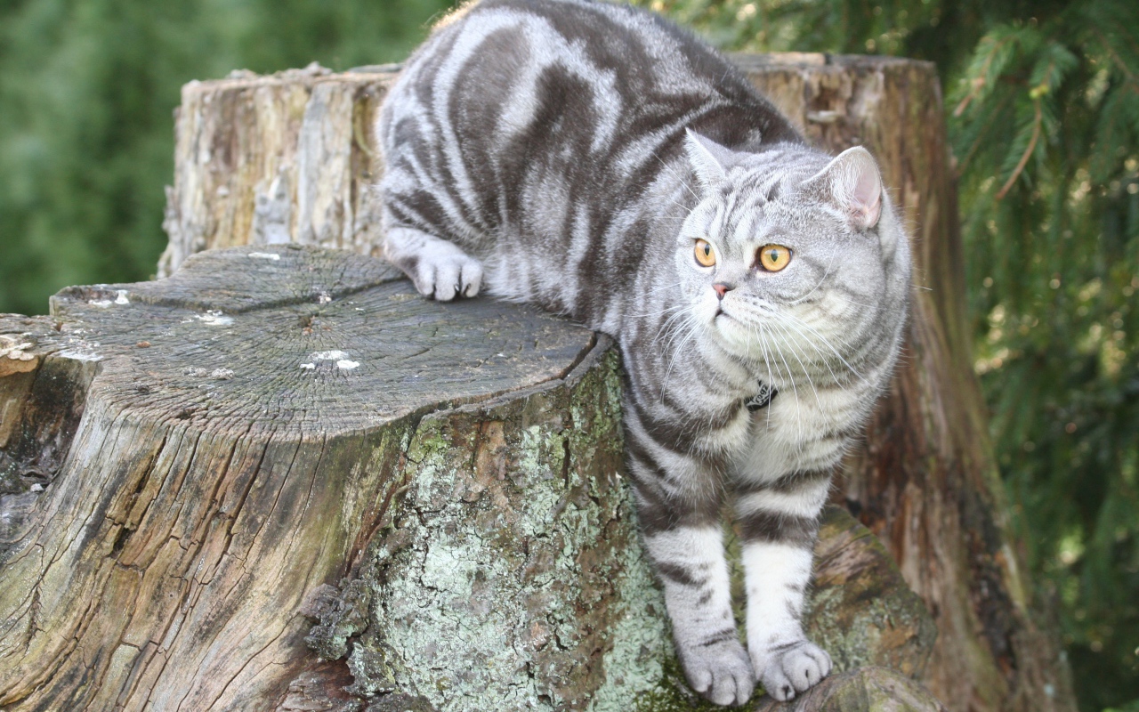 Полосатый британский кот сидит на пне 
