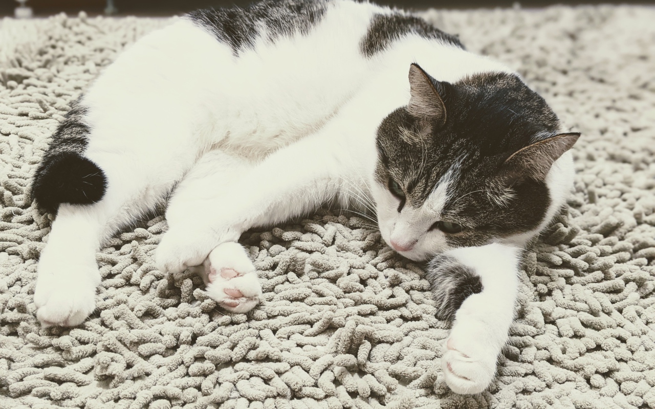 Домашняя кошка лежит на покрывале