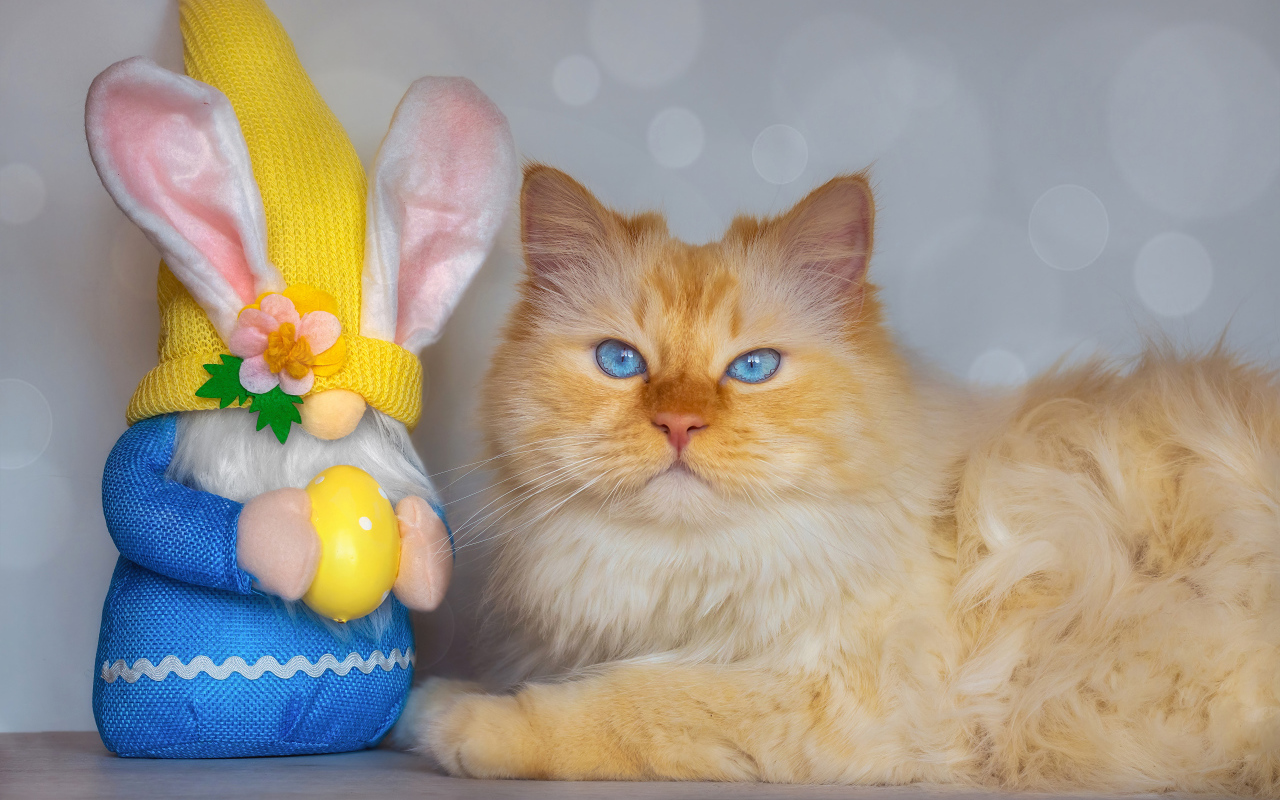 Рыжий кот с игрушечным гномом 