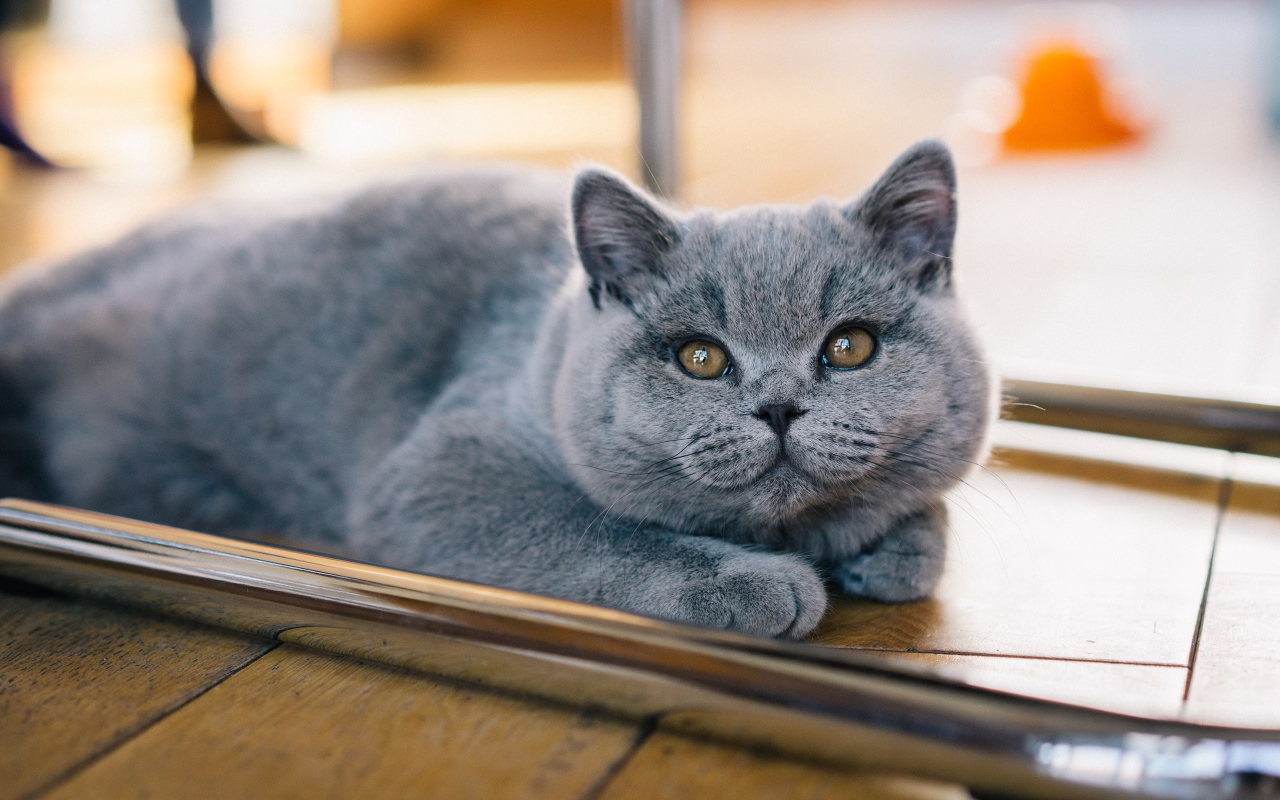 Серый британский котенок лежит на полу 