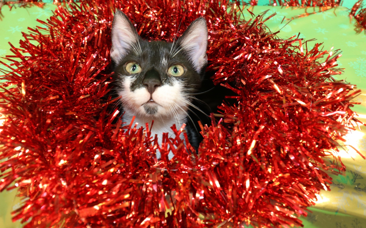 Котенок в красной мишуре на новый год