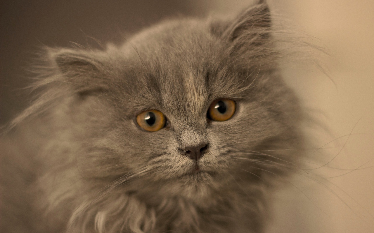 Маленький пушистый пепельный котенок крупным планом