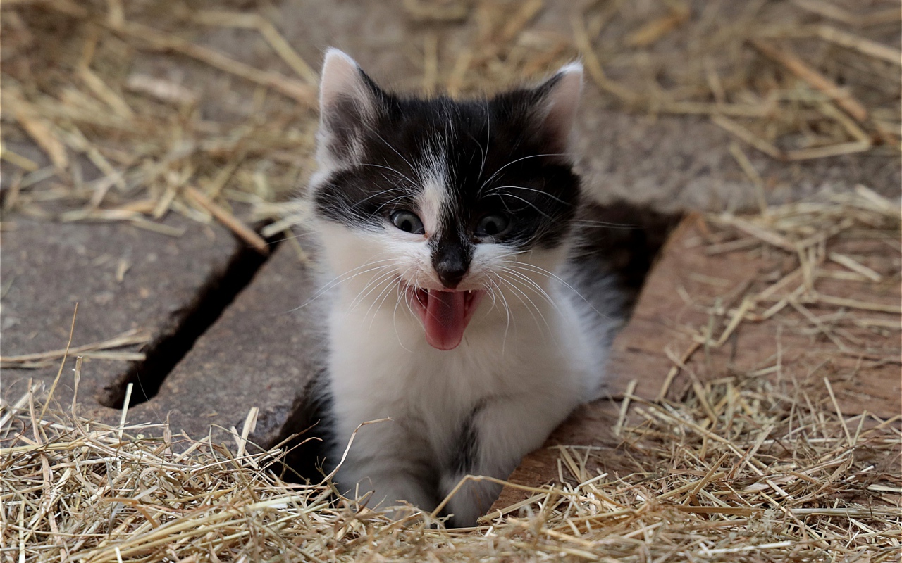 Маленький смешной черно- белый котенок зевает 