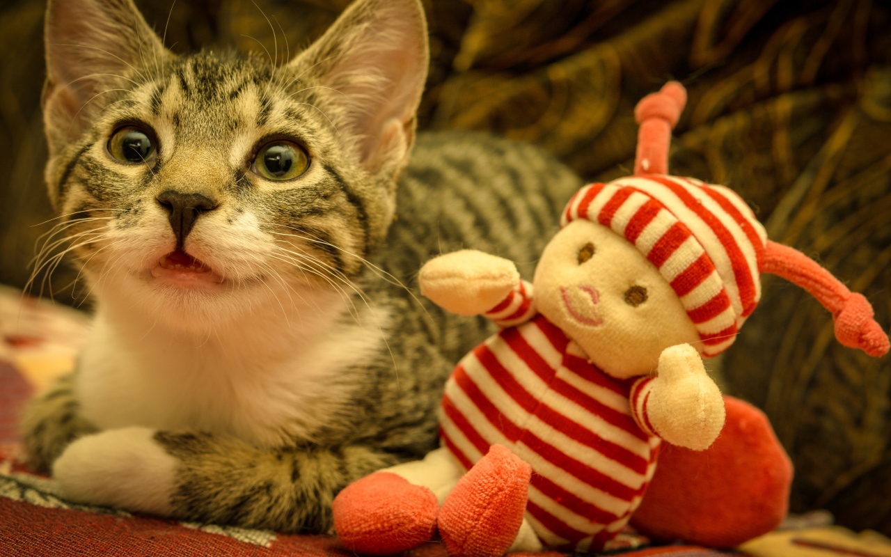 Маленький серый котенок с игрушкой