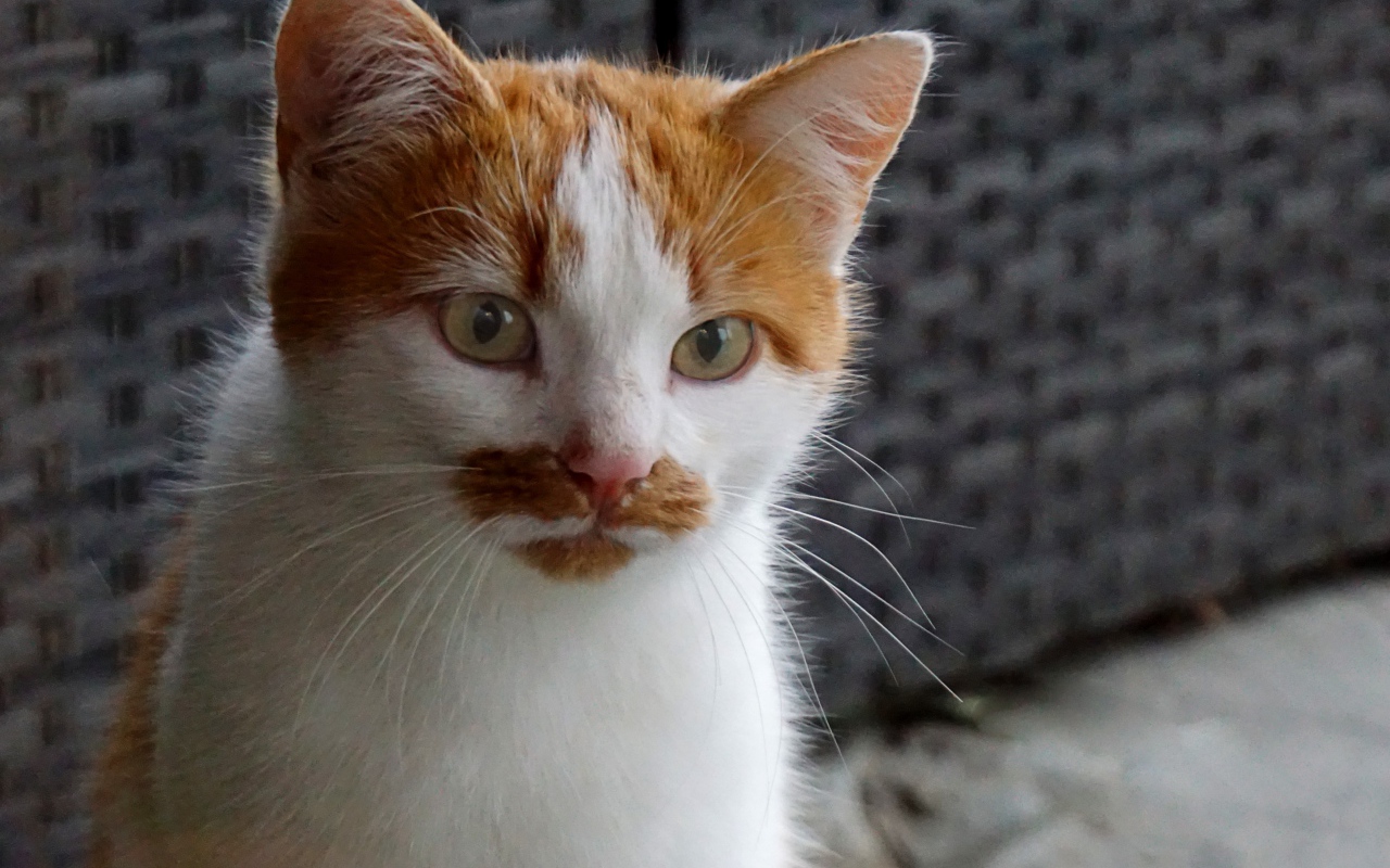 Рыжий с белым кот сидит на диване 