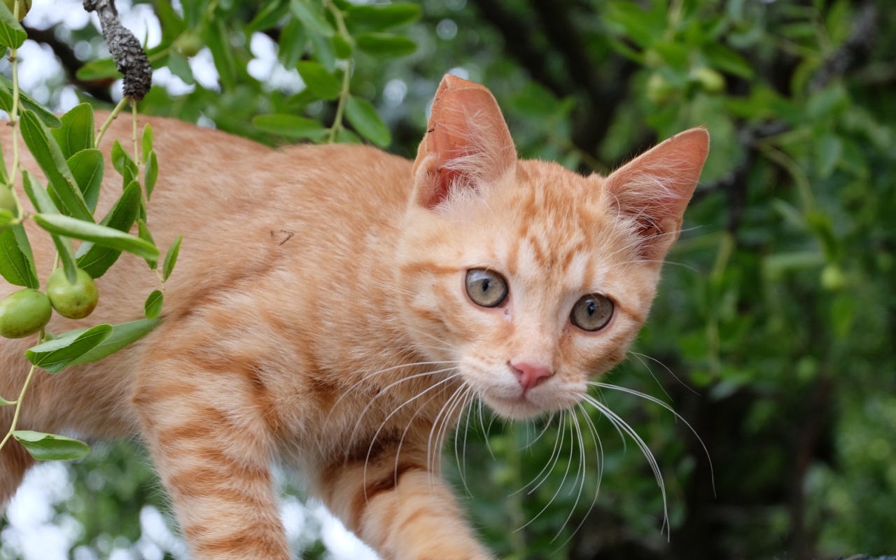 Маленький красивый рыжий котенок в ветках 