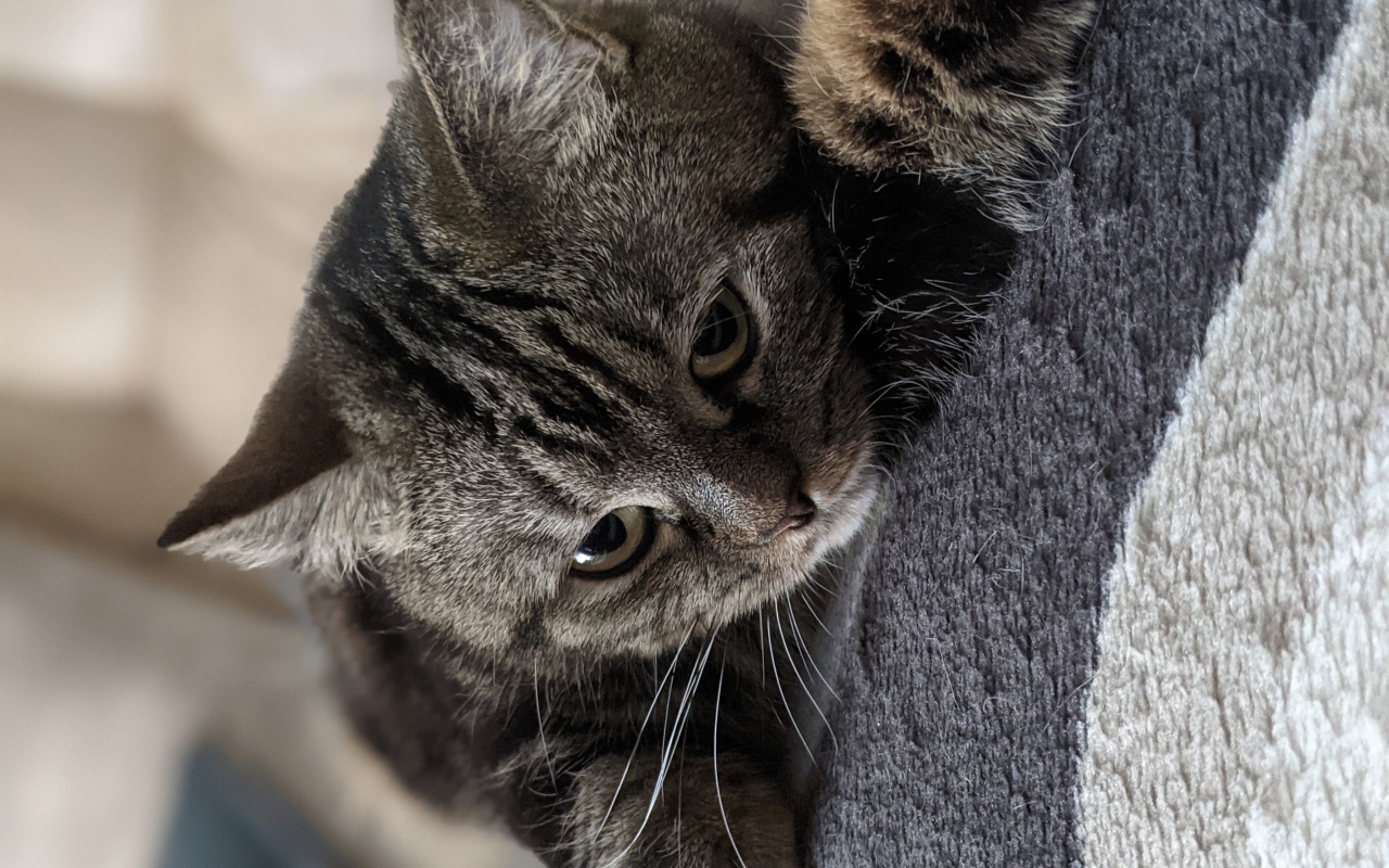 Полосатый серый кот лежит на покрывале