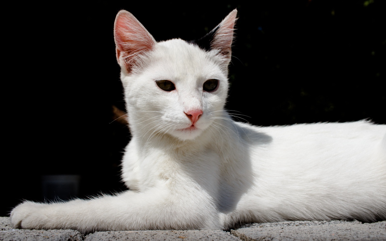 Белый кот спит на камнях на черном фоне