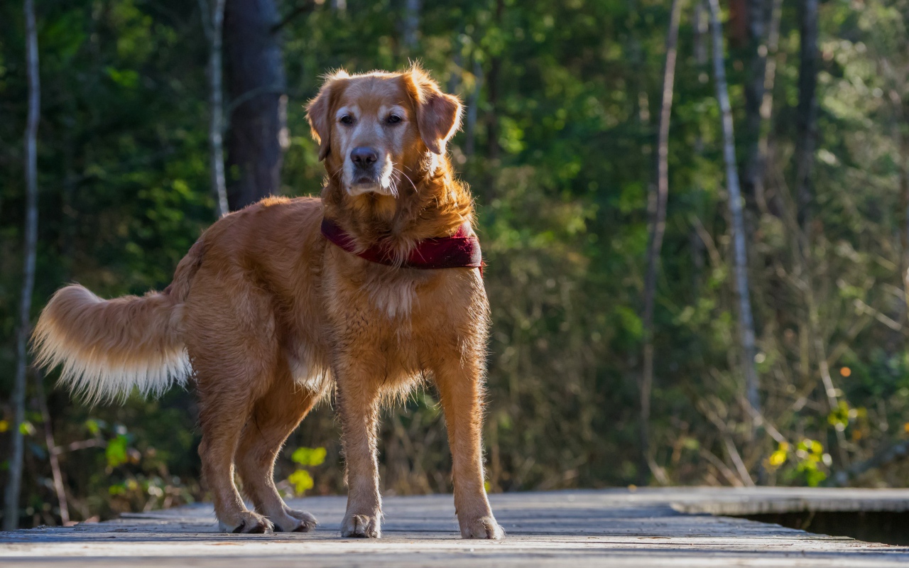 Большой золотистый ретривер стоит на деревянном мосту