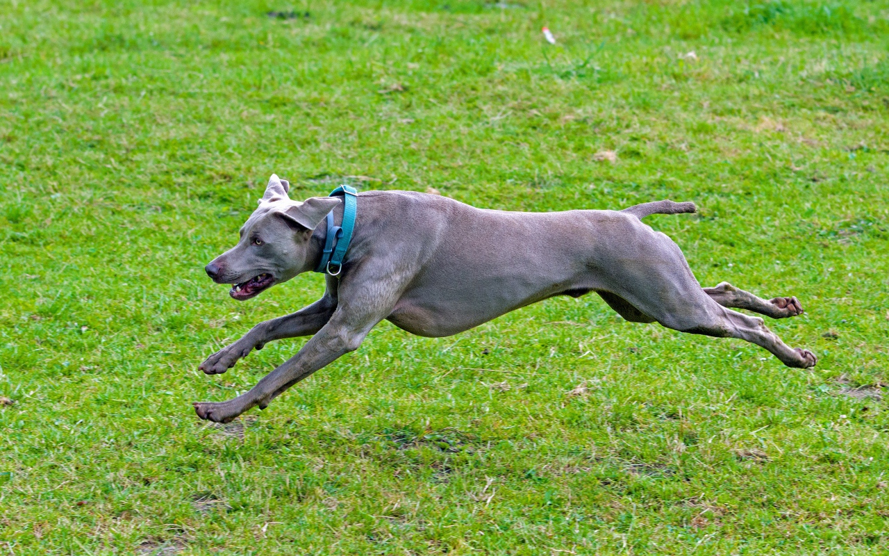 Большой серый Веймаранер бежит по зеленой траве 
