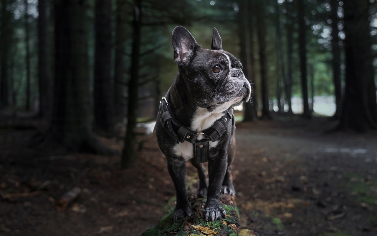 Черный французский бульдог гуляет в лесу