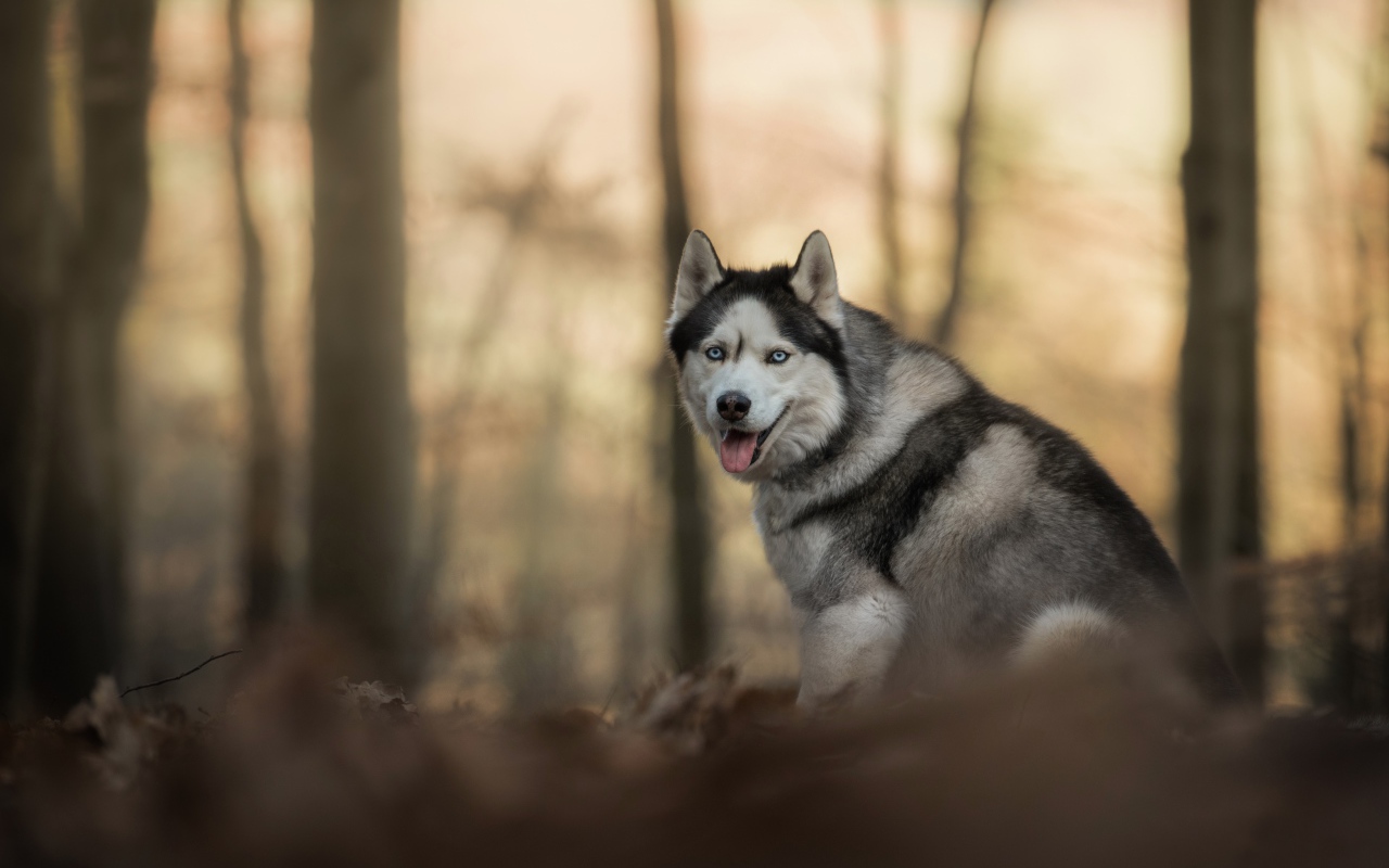 Голубоглазая хаски с высунутым языком в лесу