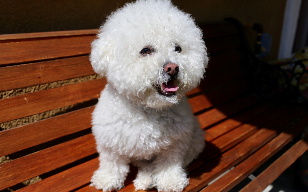 Пушистый белый щенок пуделя сидит на лавке