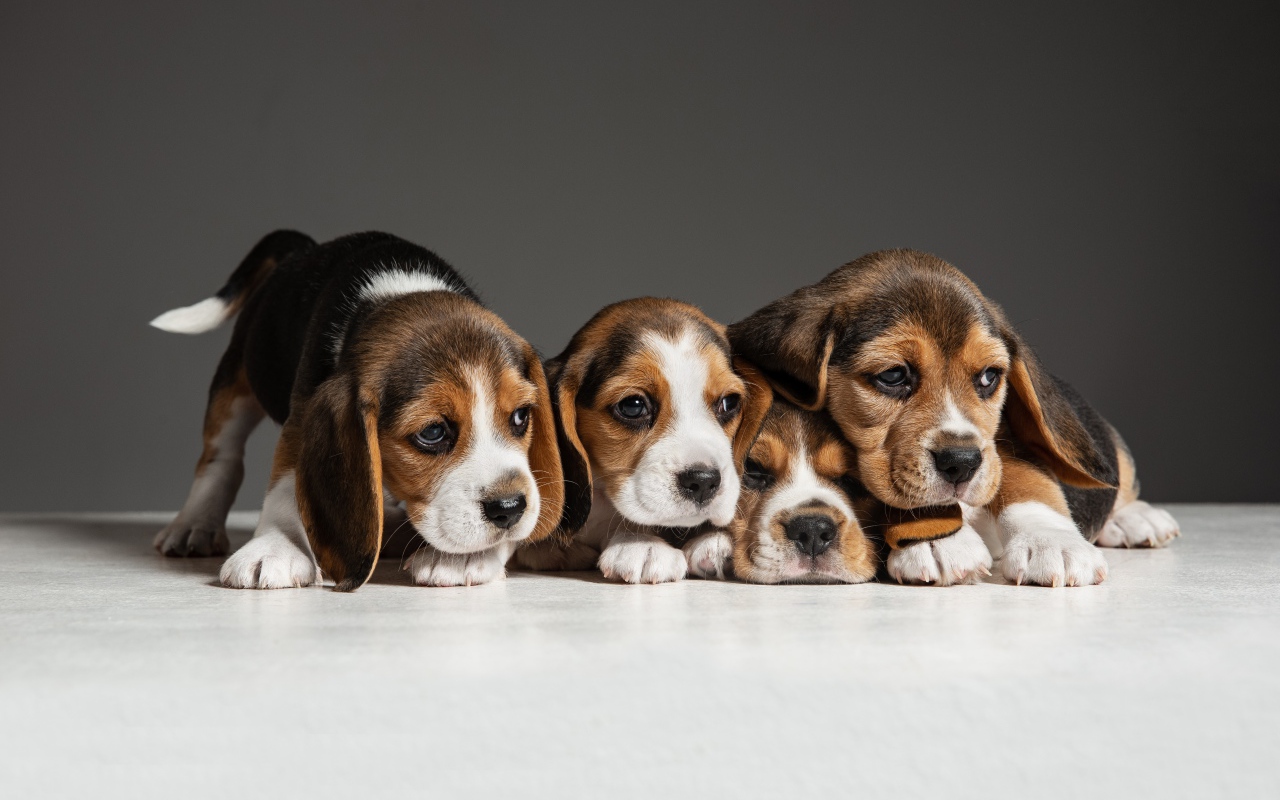 Четыре щенка бигля на сером фоне 