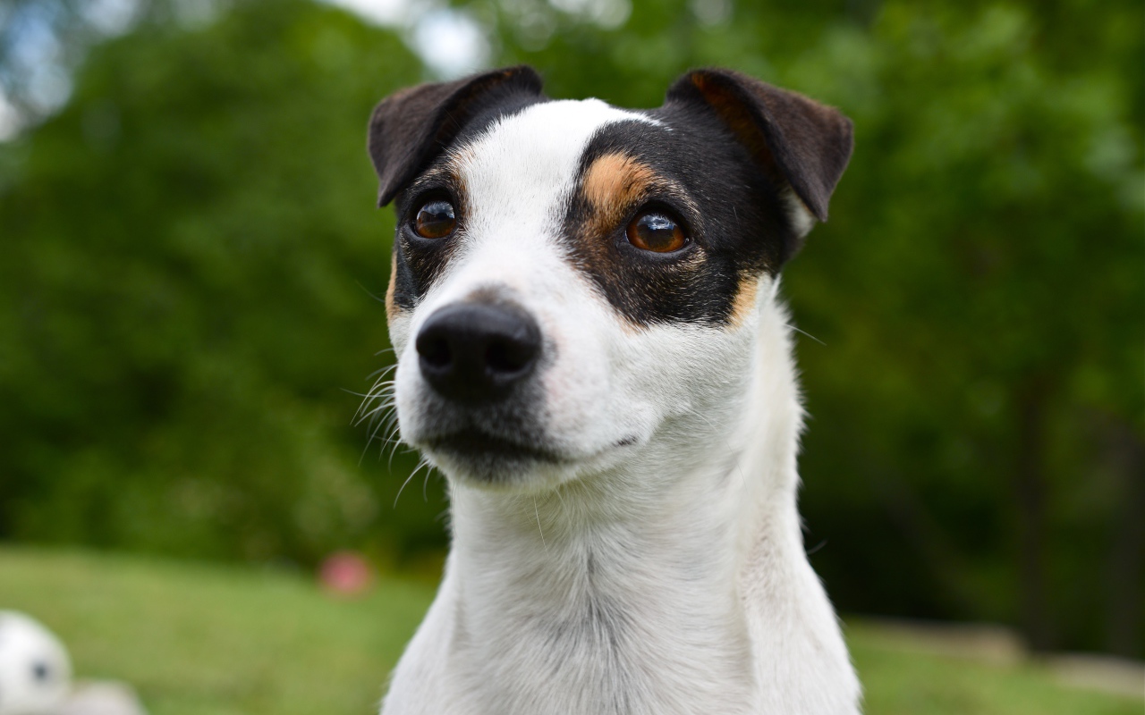 Смешной джек рассел животных терьер