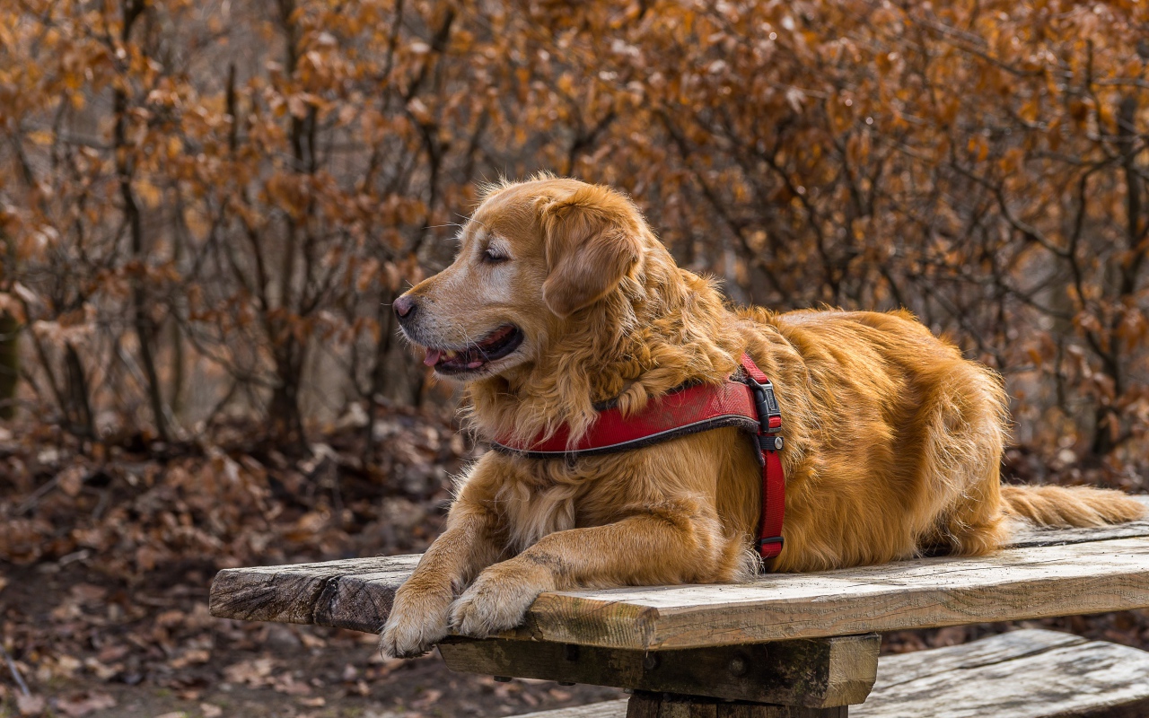 Золотистый ретривер с высунутым языком лежит на столе 