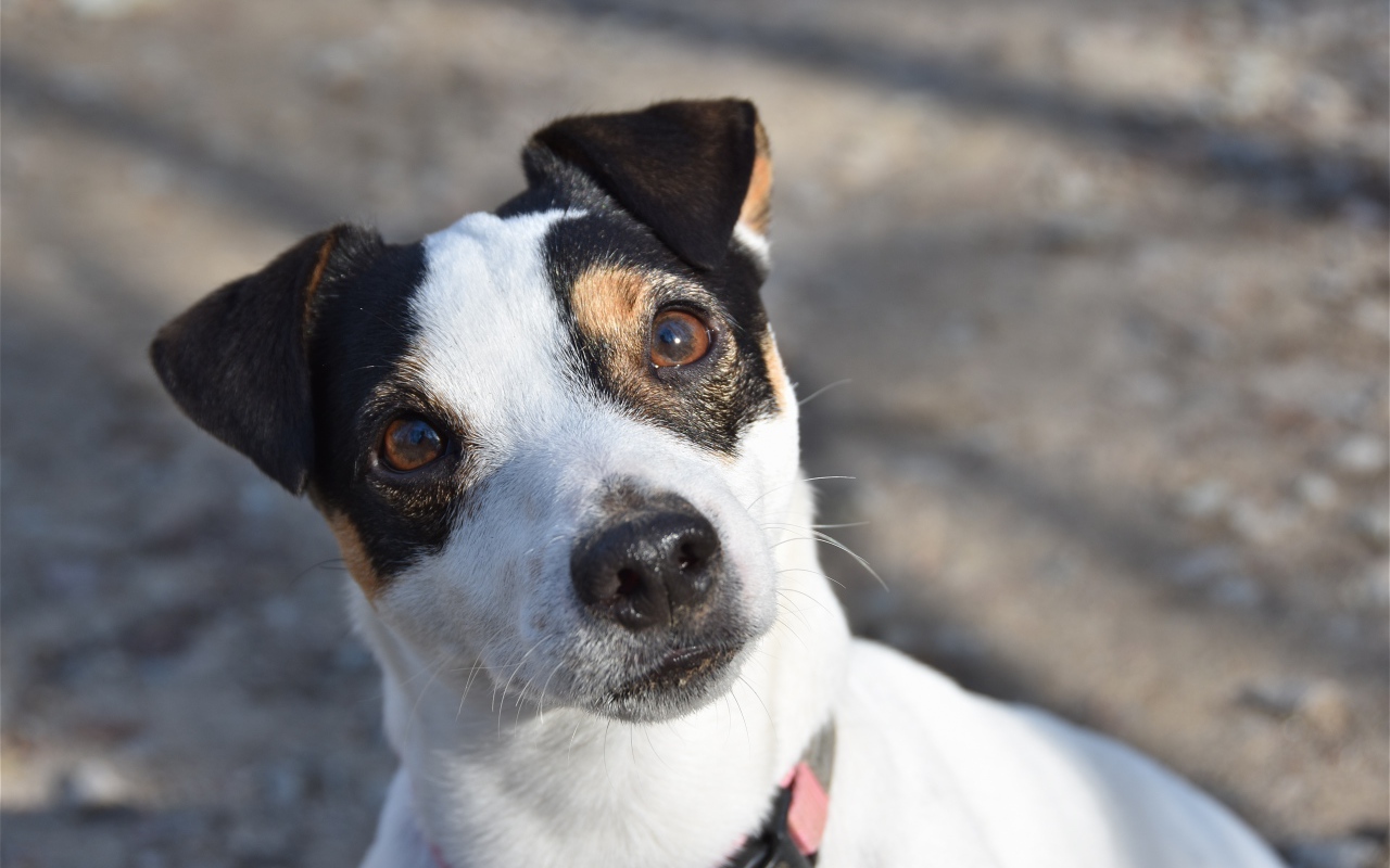 Любопытный пес породы Джек рассел терьер 