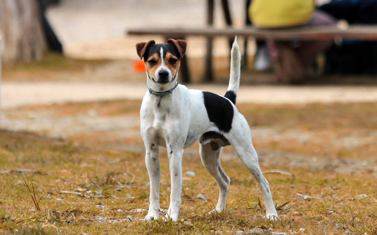 Джек рассел терьер стоит на траве