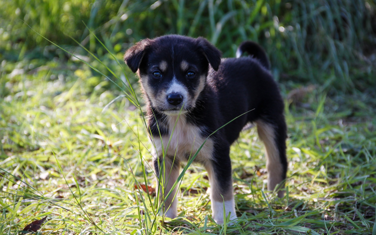 Маленький щенок стоит на зеленой траве