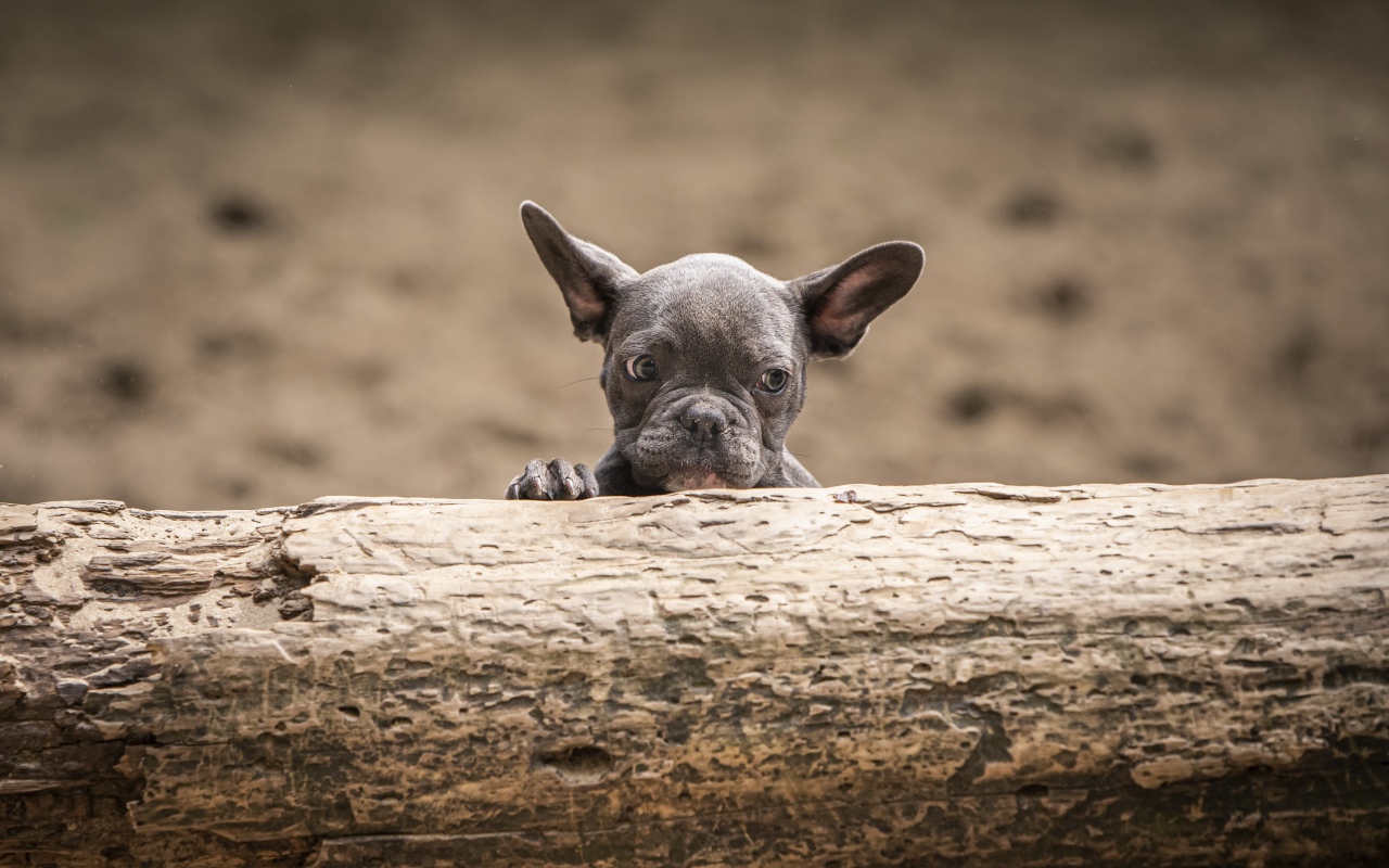 Маленький испуганный щенок французского бульдога