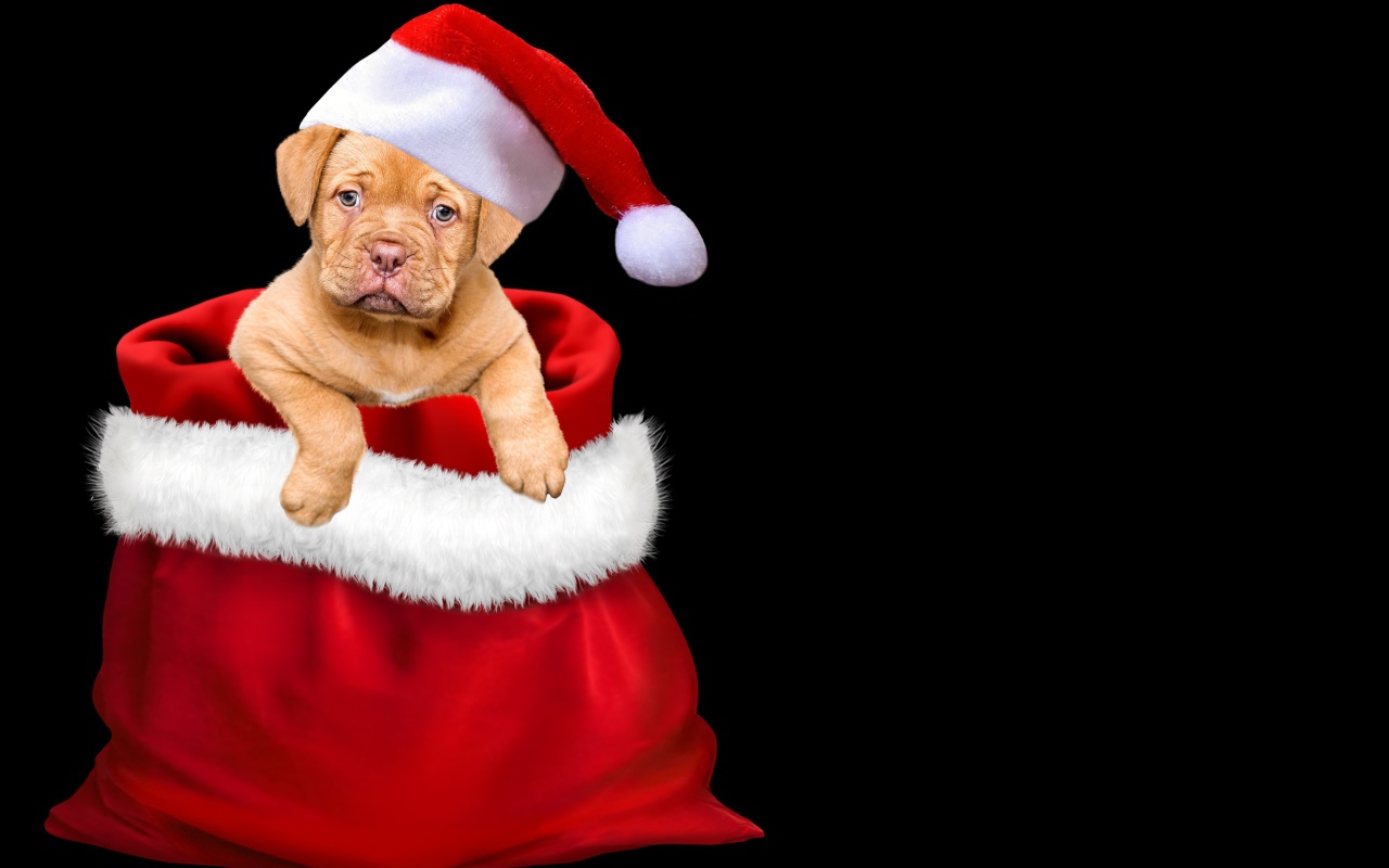 Щенок сидит в мешке на черном фоне 