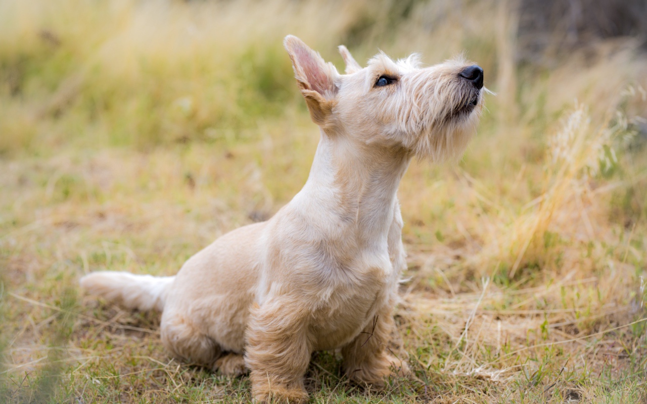 Породистый пес сидит на траве 