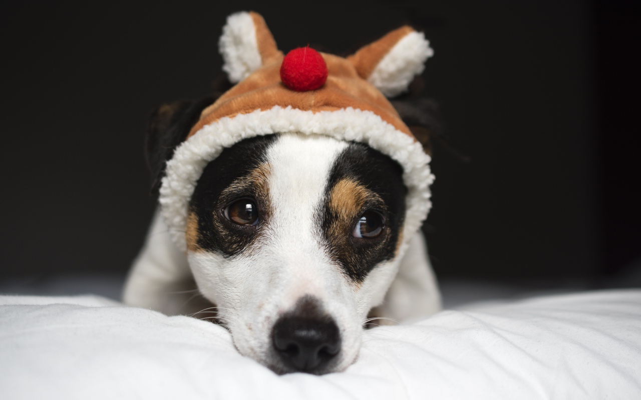 Грустный Джек рассел терьер в шапке 