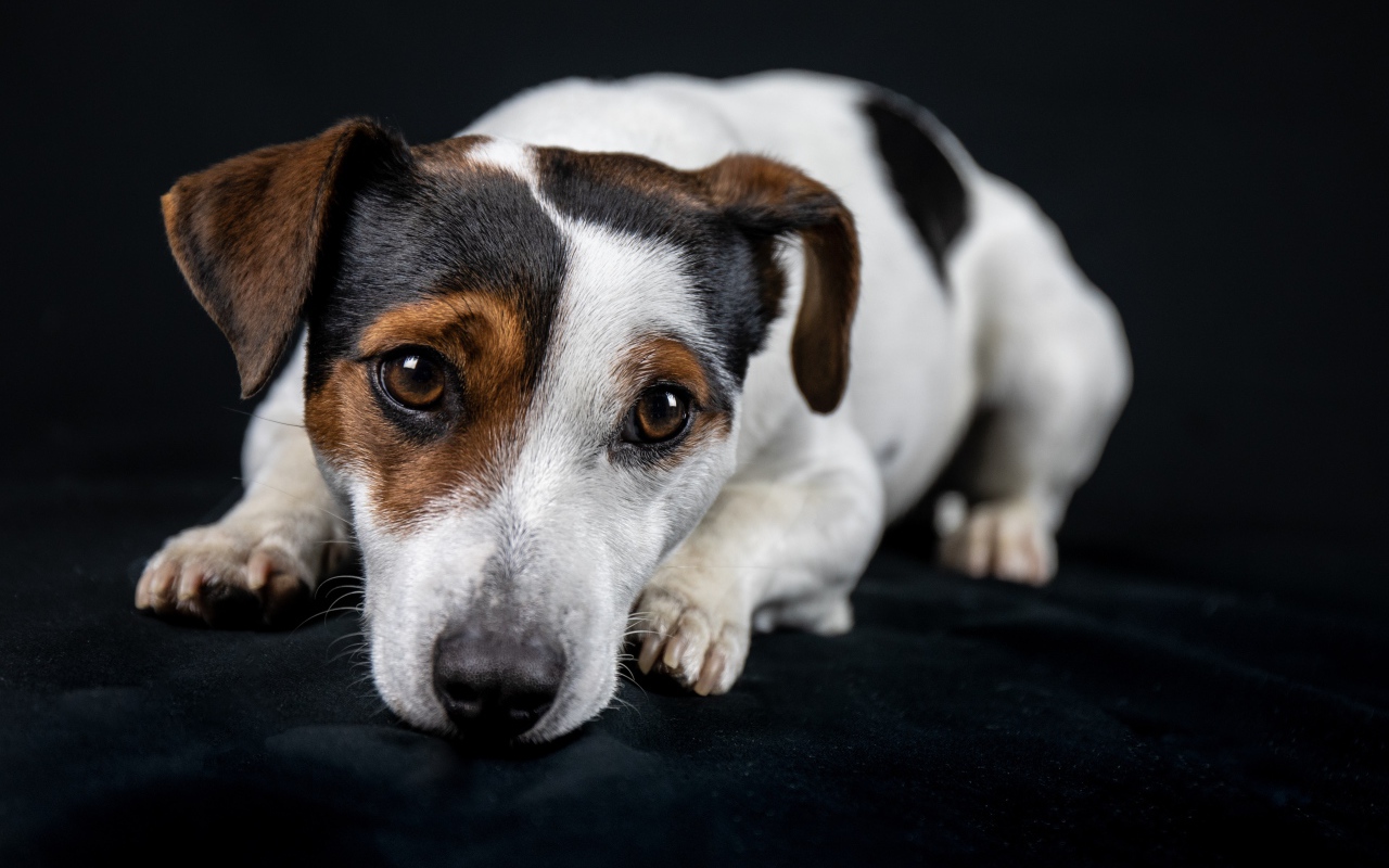 Грустный Джек рассел терьер лежит на черном диване