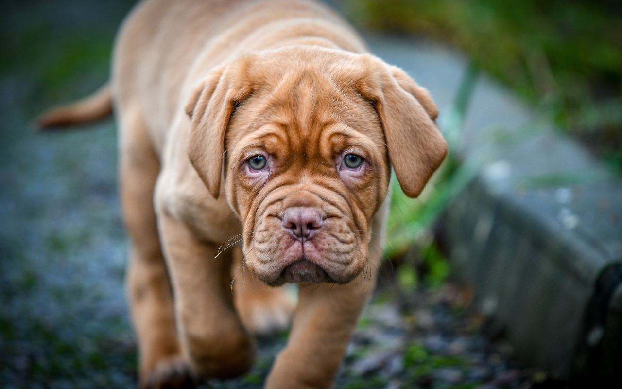 Маленький коричневый щенок бордоского дога 