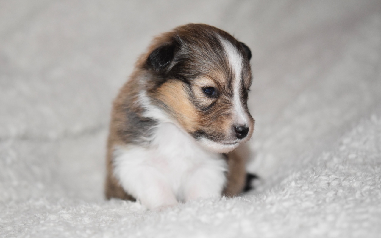 Маленький щенок шелти на белом покрывале 