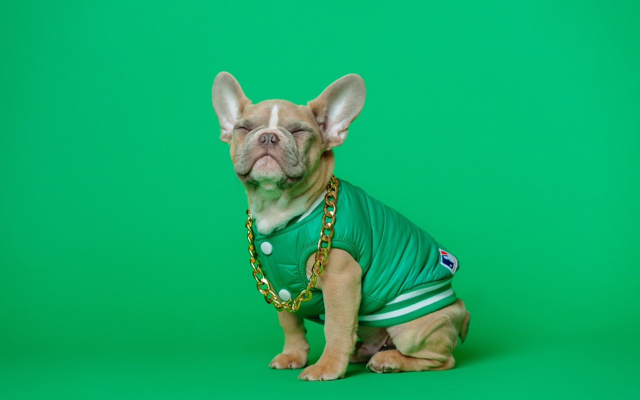 Улыбающийся французский бульдог на зеленом фоне
