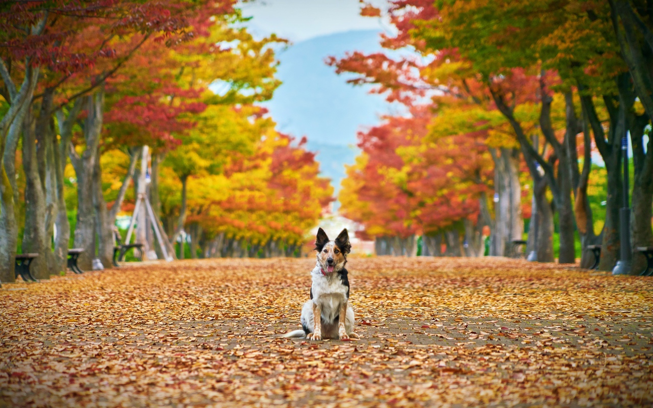Собака сидит на опавшей листве в парке 