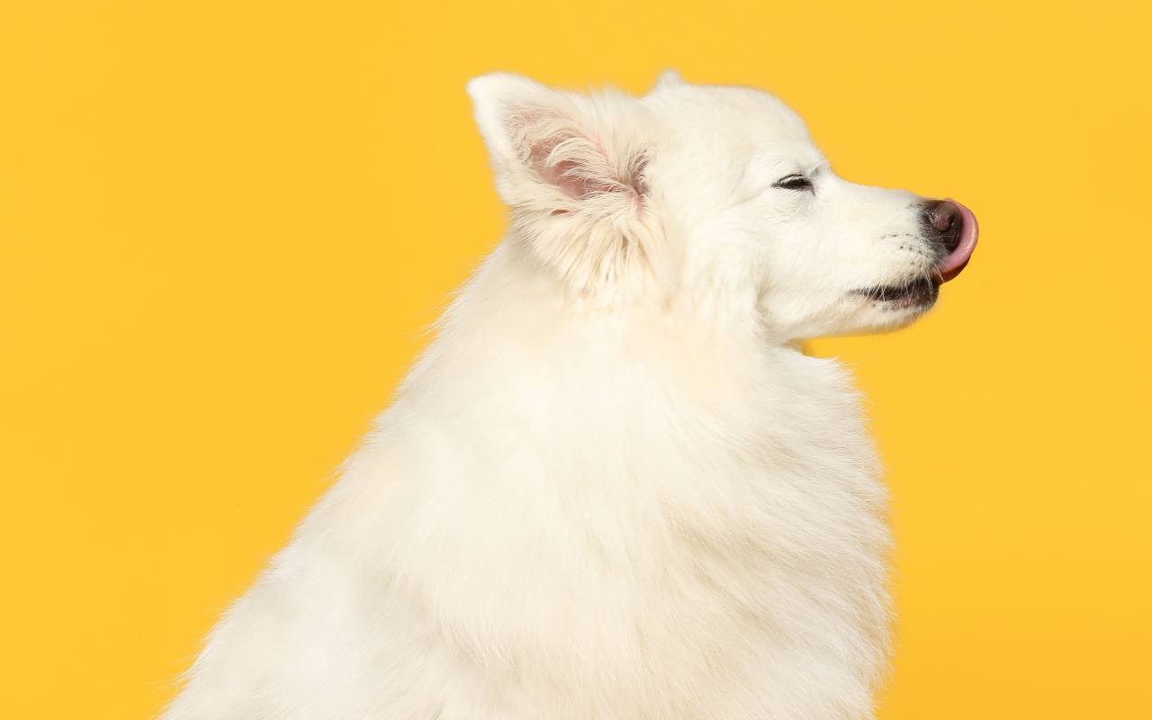 Белый шпиц с высунутым языком на желтом фоне