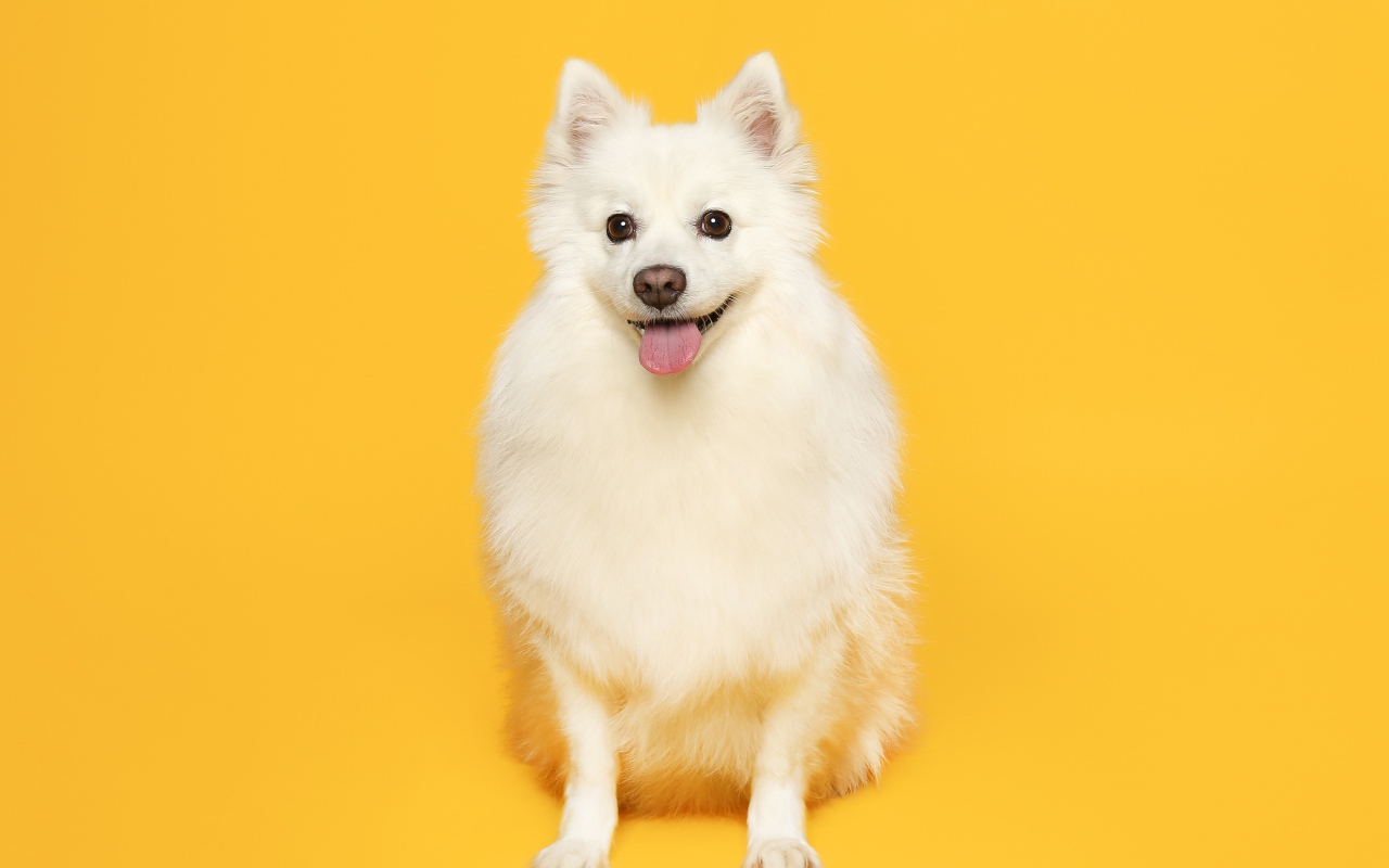 Белый пушистый шпиц на желтом фоне 