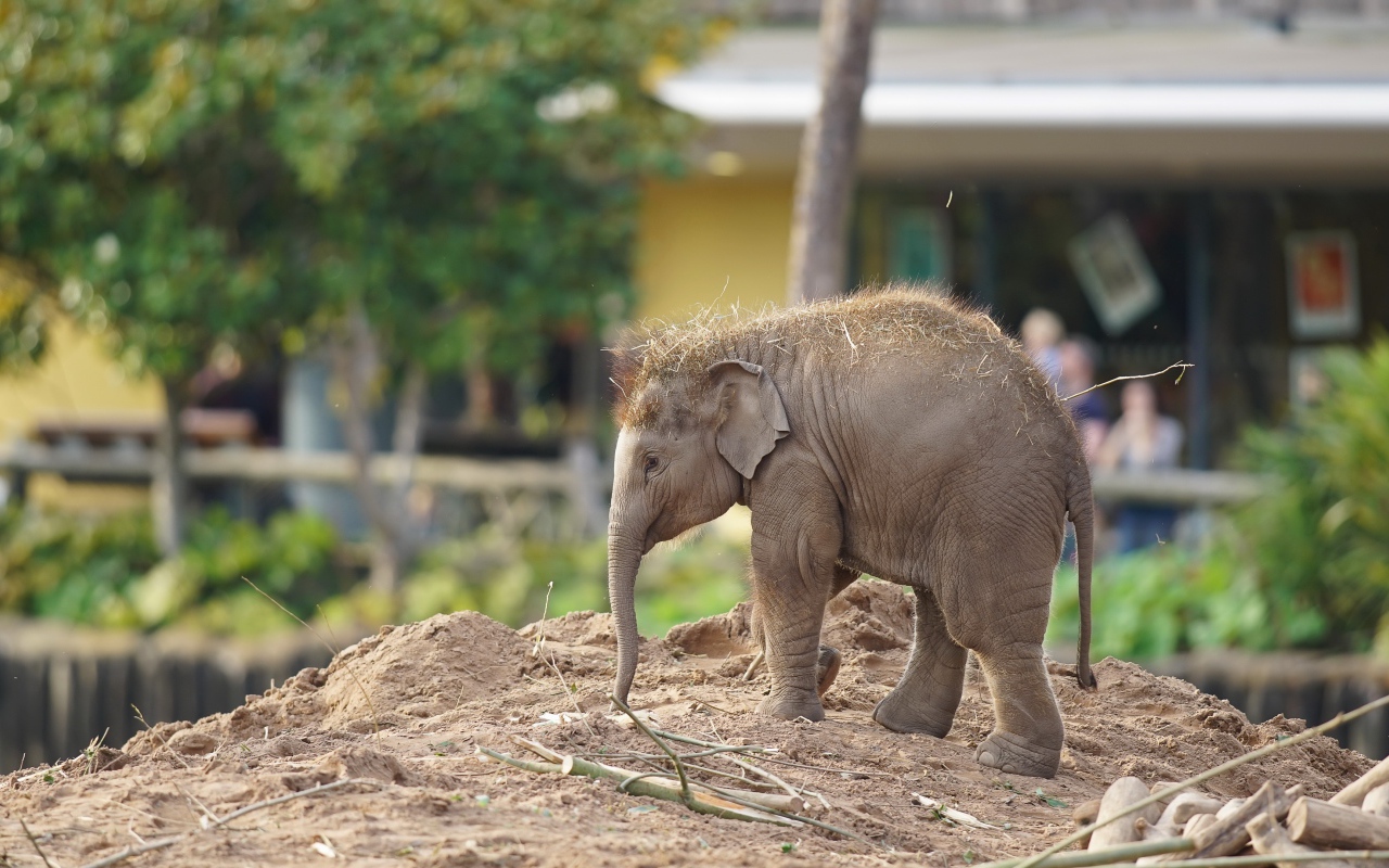 Маленький слоненок в зоопарке 