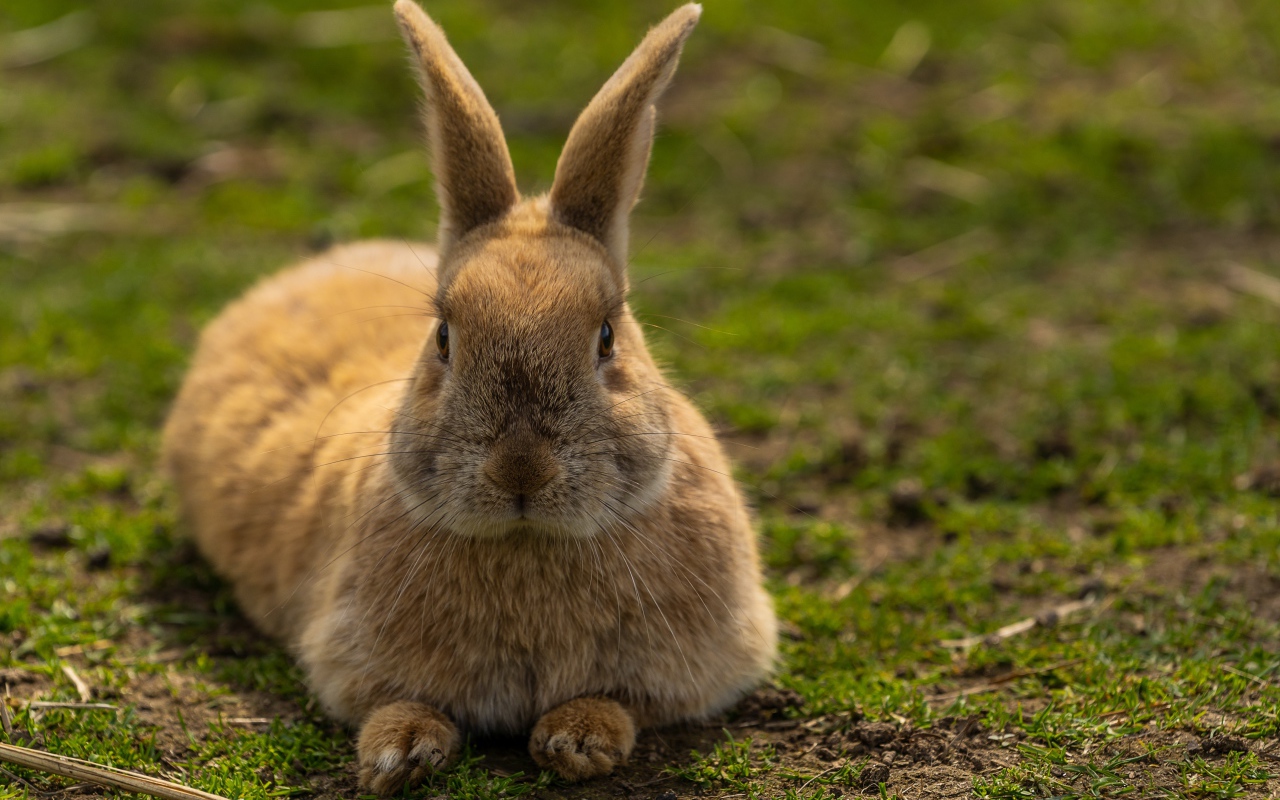 Коричневый кролик лежит на зеленой траве